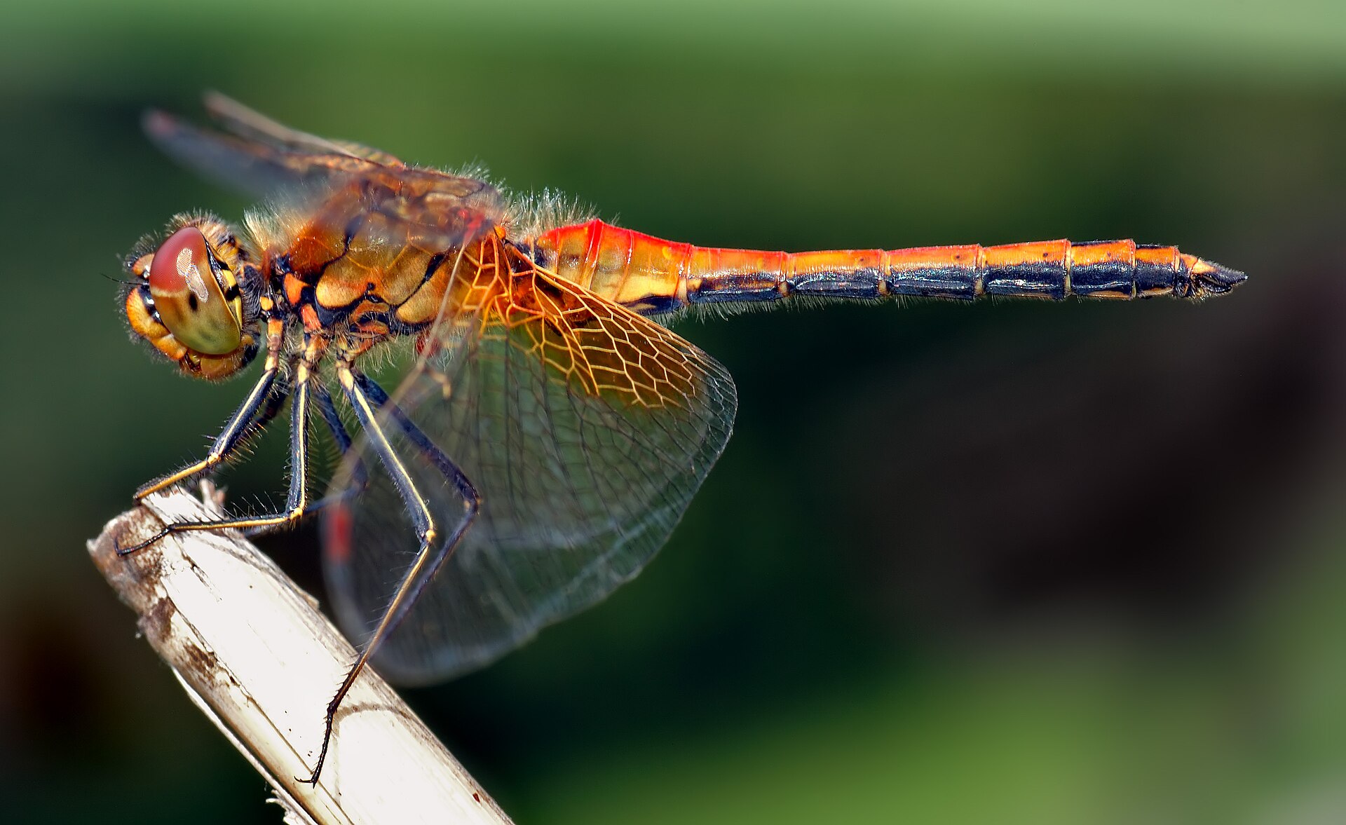 Geelvlekheidelibel (Sympetrum flaveolum.)